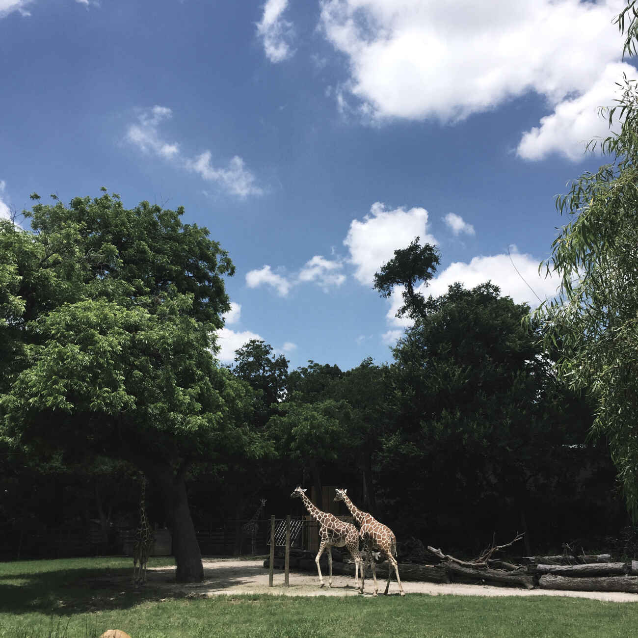 Forth Worth Texas Zoo