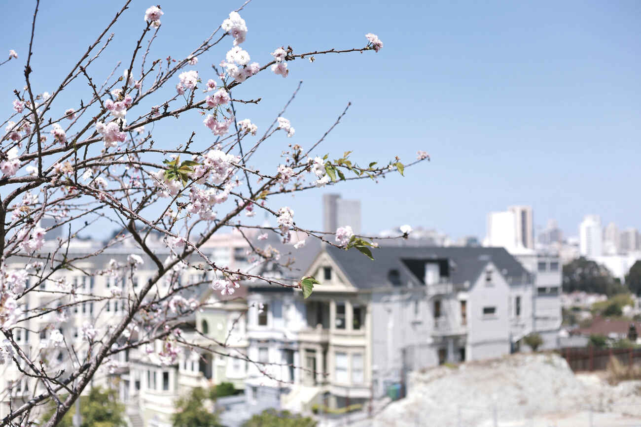 Painted Ladies San Francisco