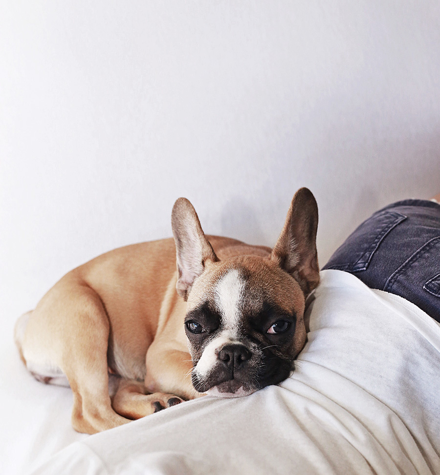 Fawn French Bulldog Puppy