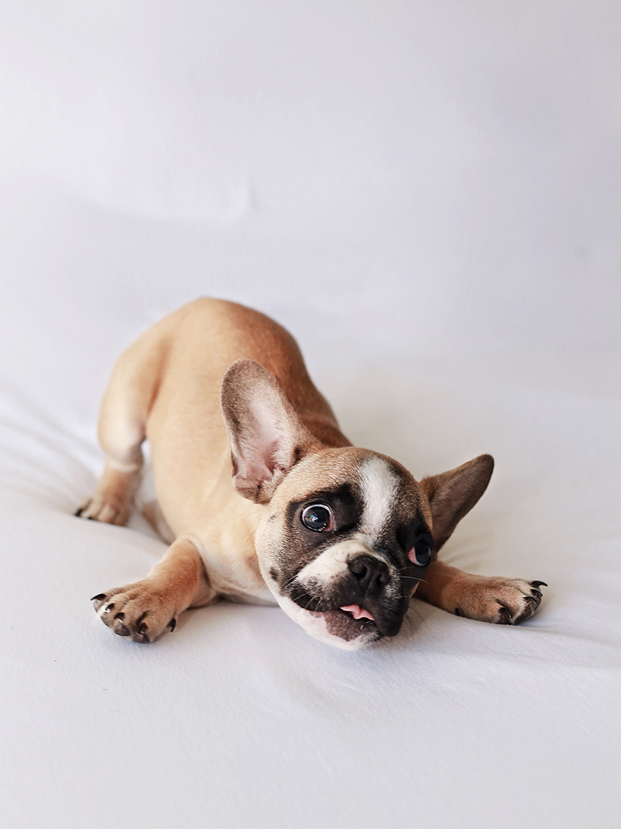 French Bulldog Puppy 2