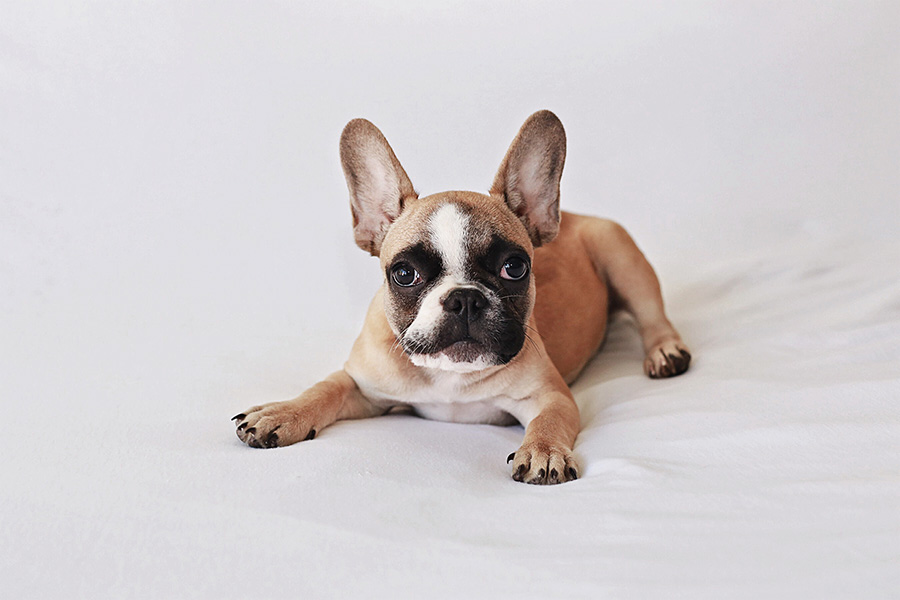 New Tiny French Bulldog