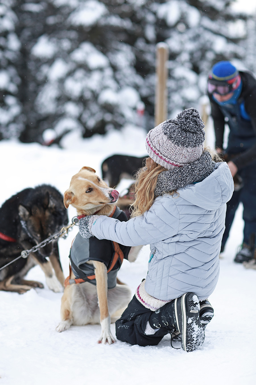 Dog Sled Tours Winter