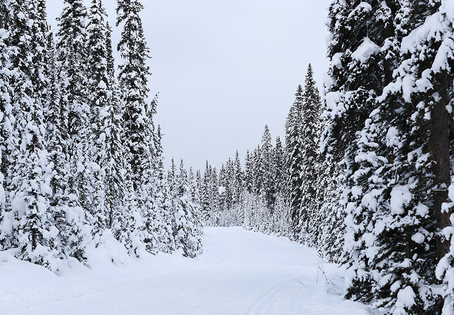 Dog Sledding Alberta Canada