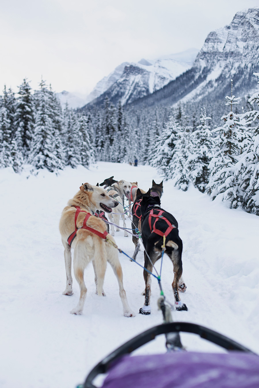 Dog Sledding the Great Divide