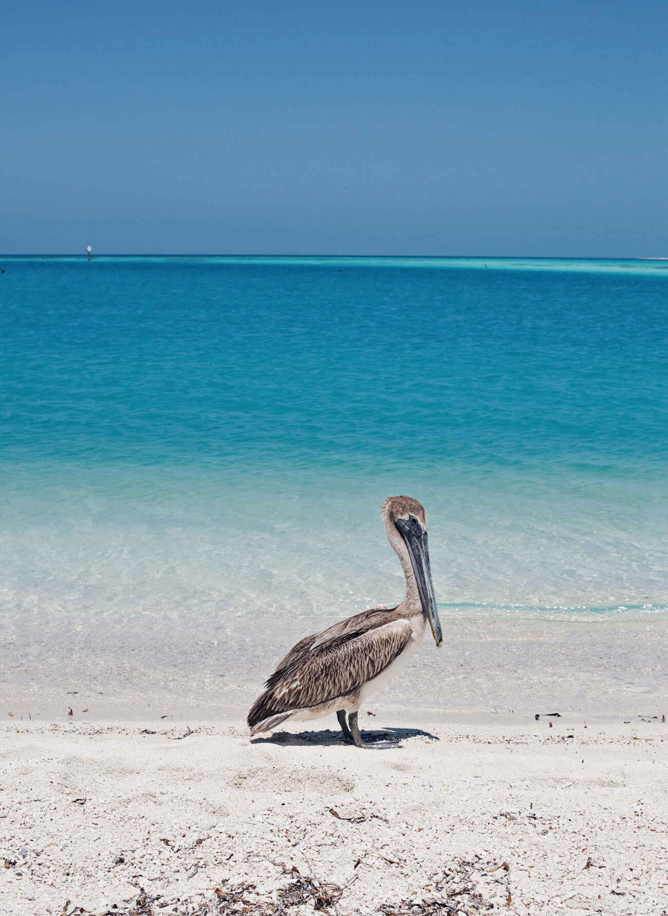 Pelican Key West