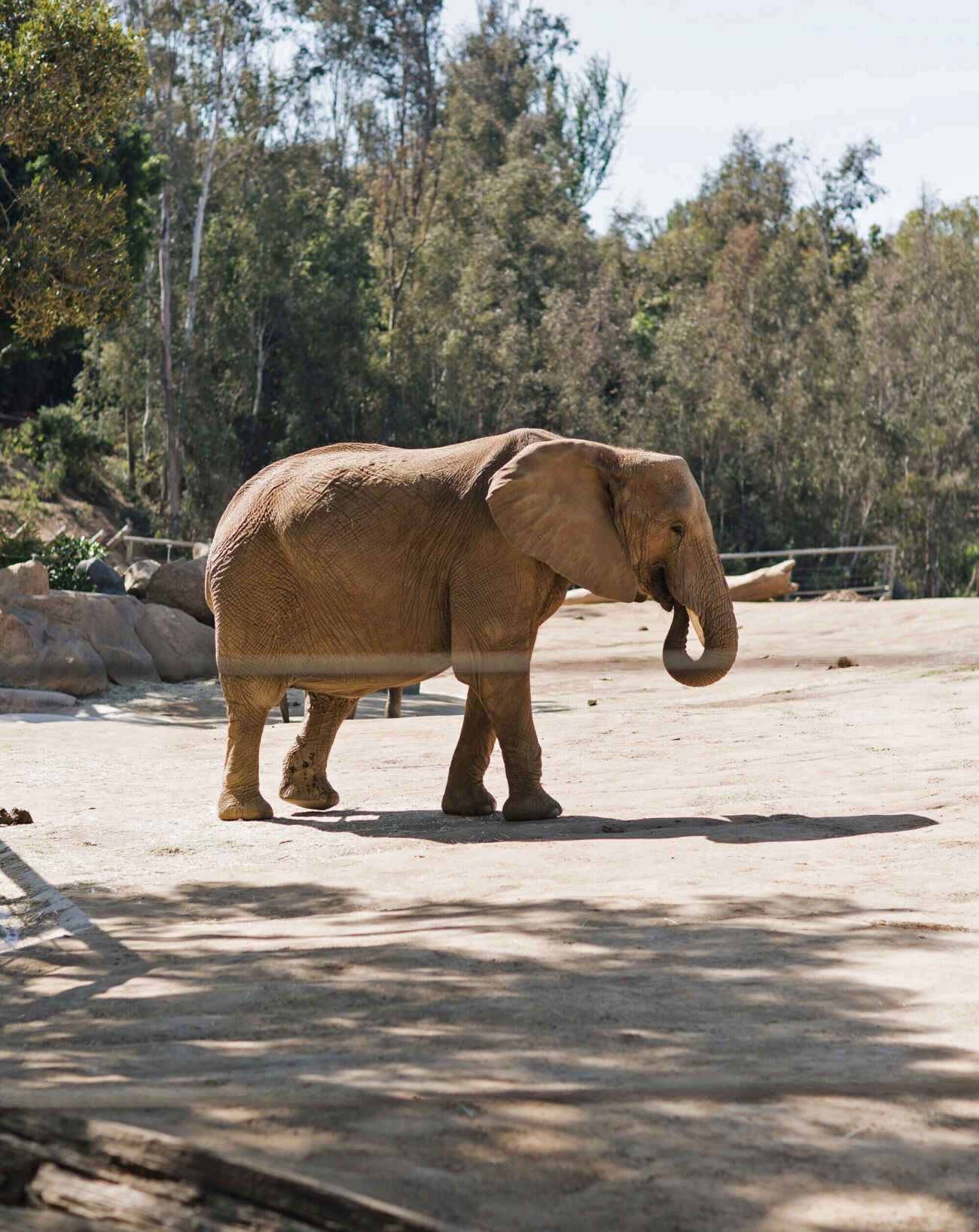 Elephant Safari Park San Diego