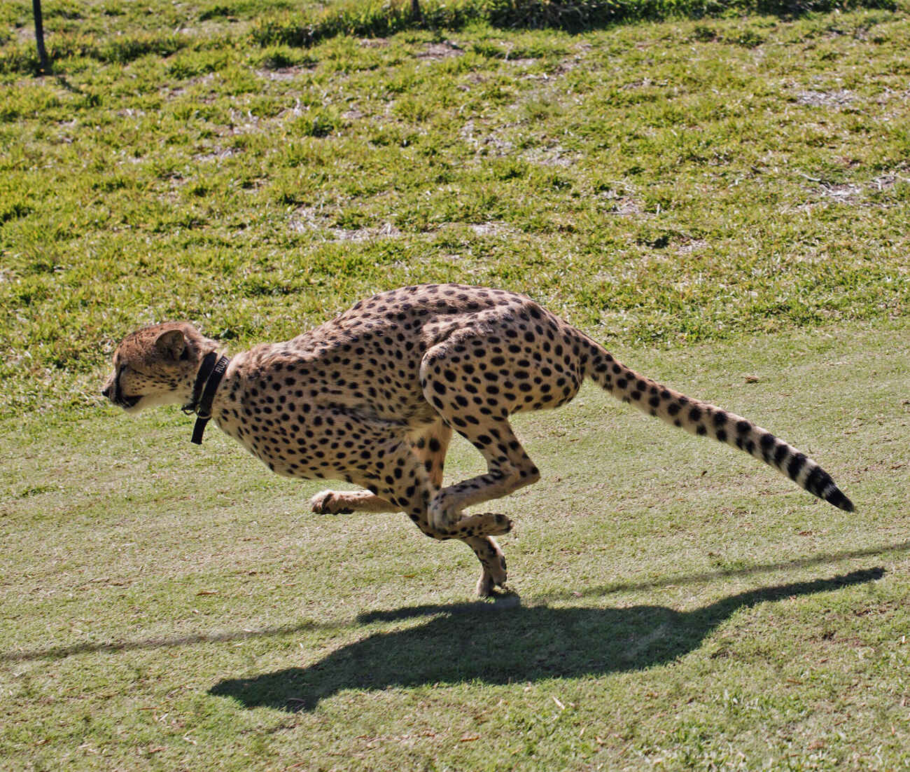 Cheetah Safari San Diego Safari Park