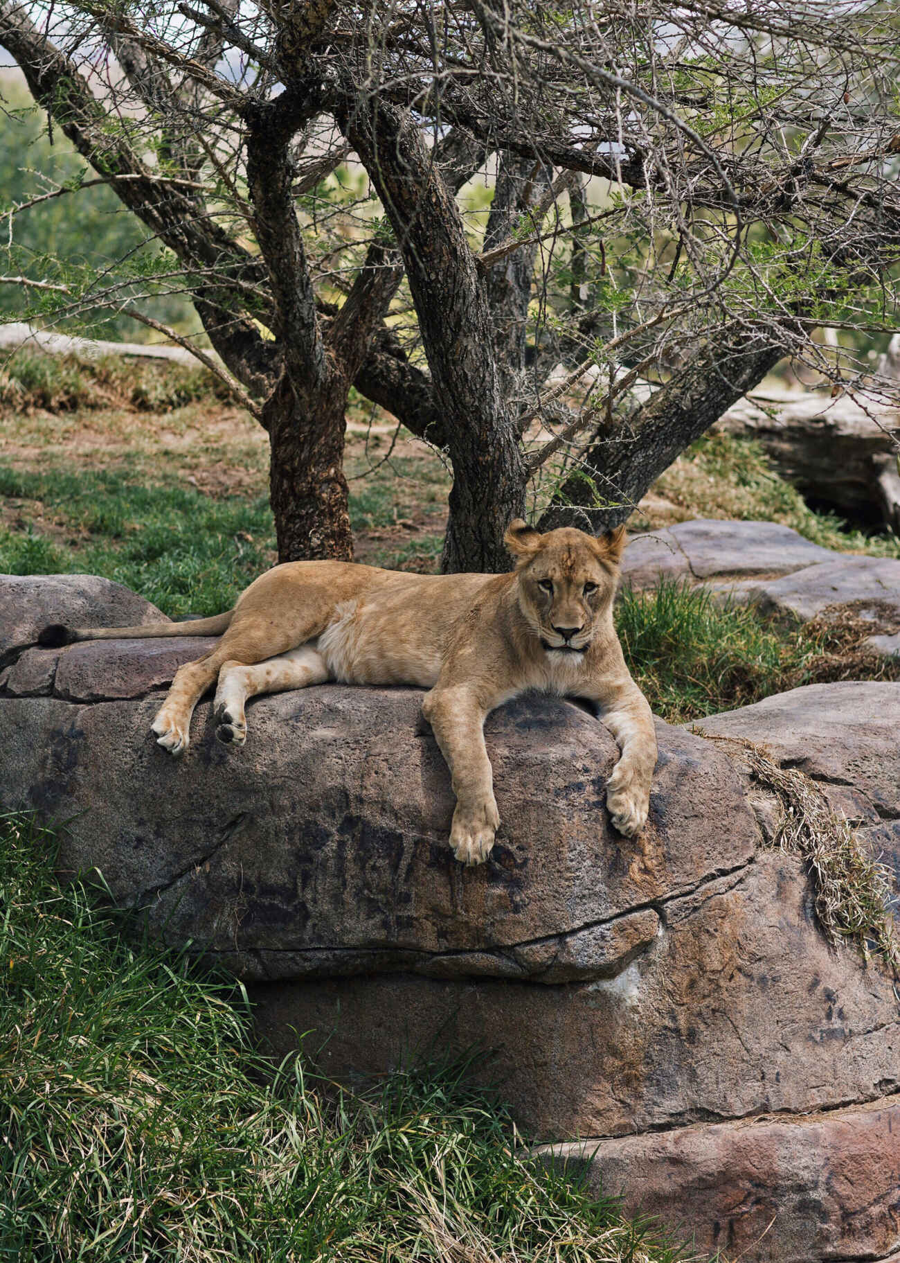 San Diego Safari Park Lion