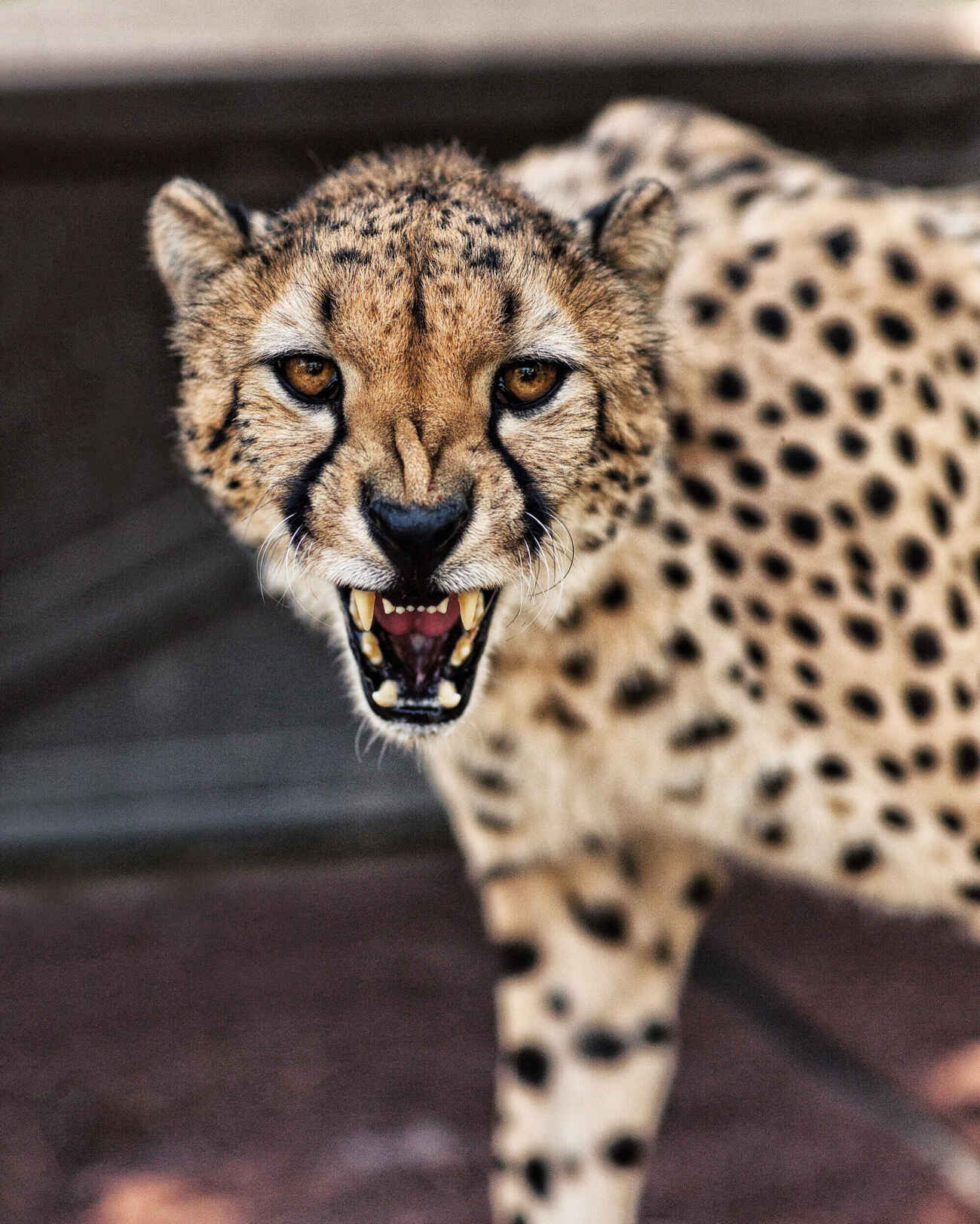 Cheetah Safari San Diego Safari Park